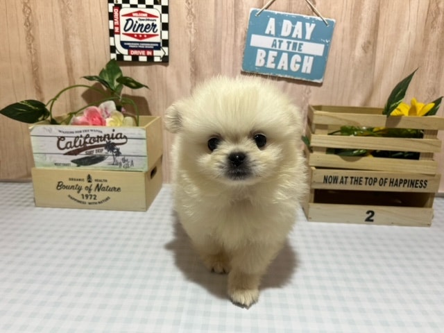 静岡県のハーフ犬 (ペッツワン浜松市野店/2024年3月24日生まれ/女の子/ホワイト)の子犬