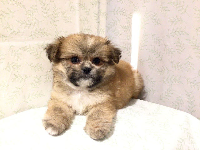 茨城県のハーフ犬 (ペッツワン高萩店/2024年3月24日生まれ/男の子/オレンジ)の子犬