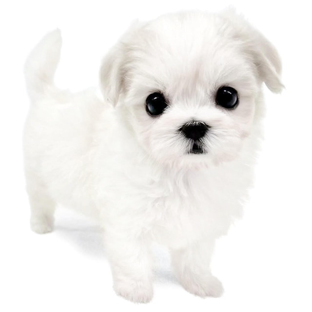 神奈川県のハーフ犬 (ペッツワン城山店/2024年3月28日生まれ/女の子/ホワイト)の子犬
