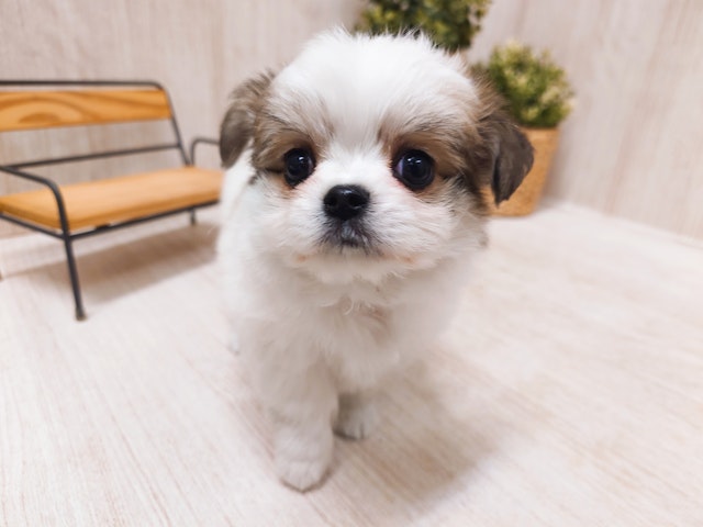 愛知県のハーフ犬 (ペッツワン名古屋堀田店/2024年3月24日生まれ/女の子/ホワイト)の子犬