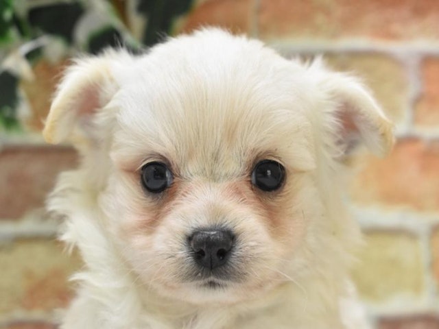 滋賀県のハーフ犬 (ペッツワン彦根店/2024年3月26日生まれ/男の子/クリーム)の子犬