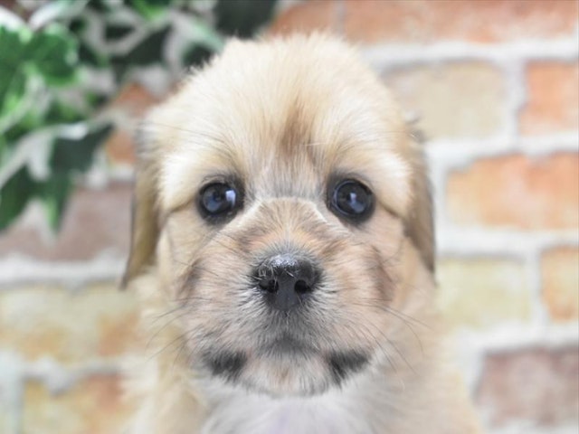 滋賀県のハーフ犬 (ペッツワン彦根店/2024年3月26日生まれ/女の子/フォーン)の子犬