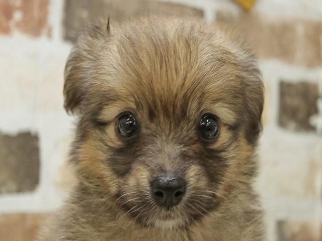 2024年3月31日生まれのハーフ犬の1枚目の写真