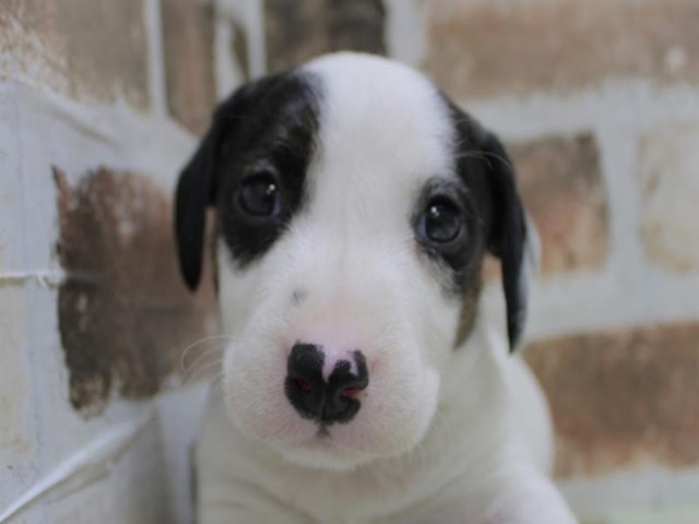 2024年2月19日生まれのハーフ犬の1枚目の写真