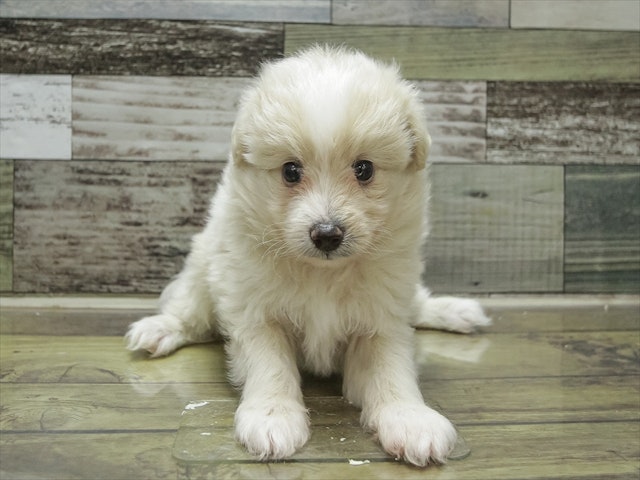 愛知県のハーフ犬 (ペッツワン名古屋当知店/2024年2月10日生まれ/男の子/クリーム)の子犬