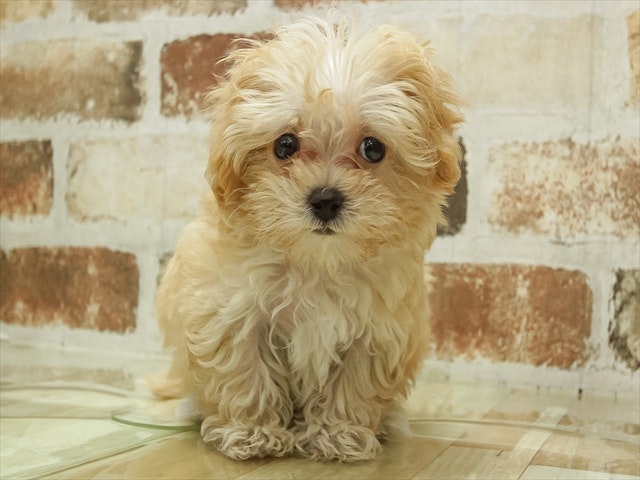 愛知県のハーフ犬 (ペッツワン名古屋当知店/2024年1月26日生まれ/女の子/クリームホワイト)の子犬