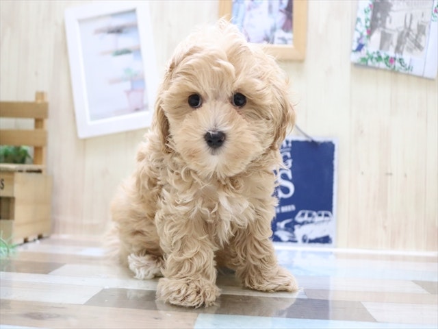 愛知県のハーフ犬 (ペッツワン名古屋当知店/2024年3月10日生まれ/女の子/クリーム)の子犬