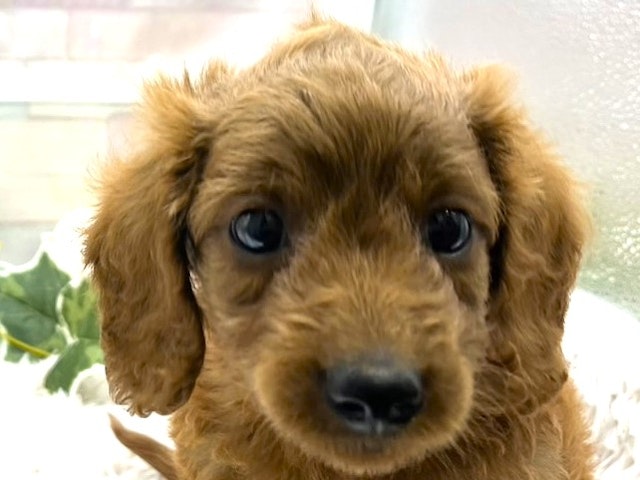 2024年3月30日生まれのハーフ犬の1枚目の写真