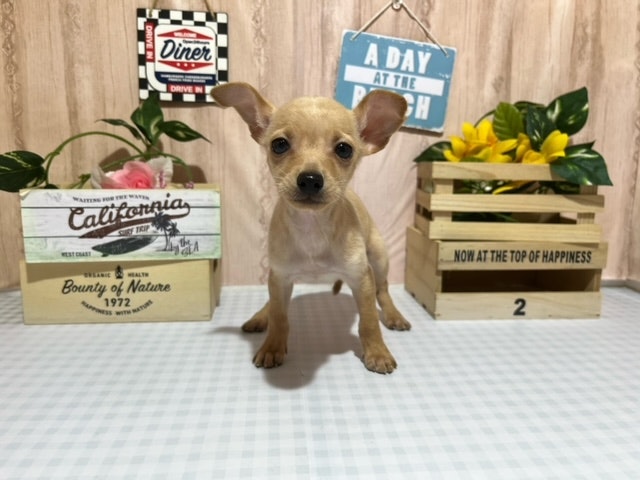 静岡県のハーフ犬 (ペッツワン浜松都田テクノ店/2024年3月30日生まれ/男の子/クリーム)の子犬
