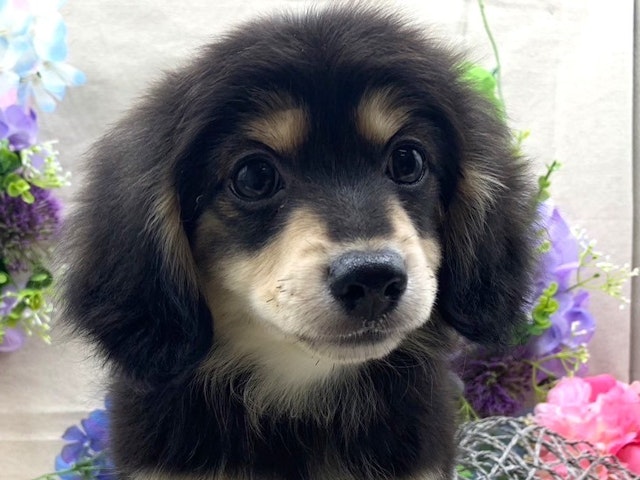 埼玉県のハーフ犬 (ペッツワン北本店/2024年3月30日生まれ/男の子/ブラックタン)の子犬