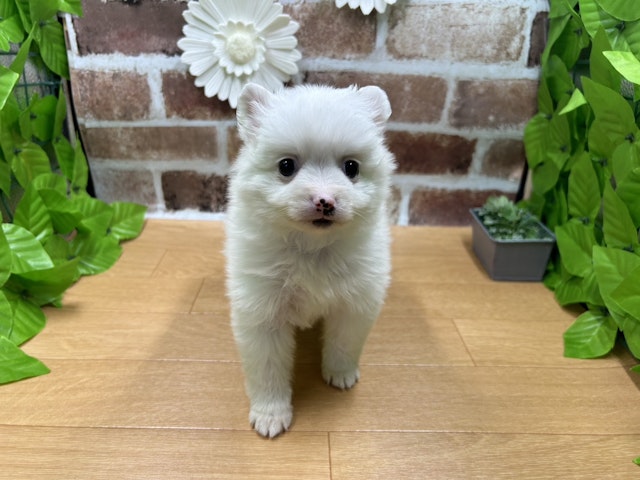福島県のハーフ犬 (ペッツワン白河モール店/2024年3月10日生まれ/女の子/ホワイト)の子犬