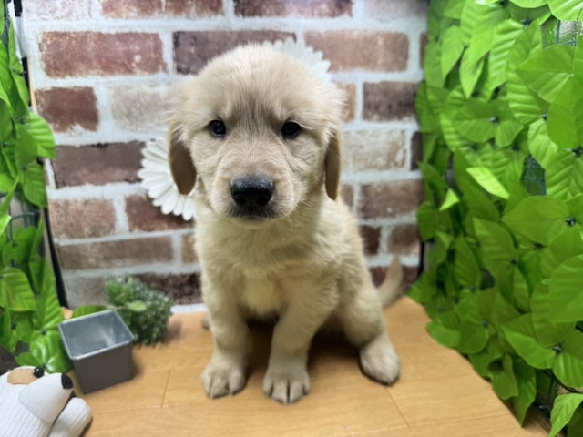 福島県のハーフ犬 (ペッツワン白河モール店/2024年3月18日生まれ/男の子/クリーム)の子犬