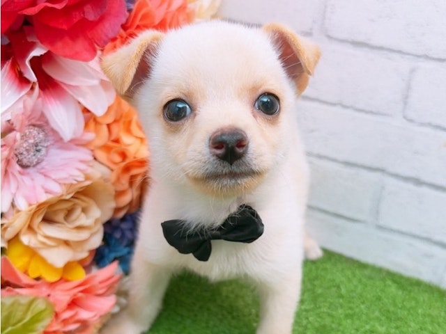 沖縄県のハーフ犬 (ペッツワンFCあがり浜店/2024年3月28日生まれ/男の子/クリーム)の子犬