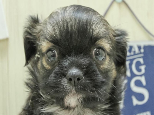 滋賀県のハーフ犬 (ペッツワン彦根店/2024年1月13日生まれ/男の子/ブラック)の子犬