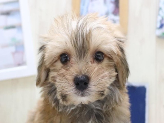 滋賀県のハーフ犬 (ペッツワン彦根店/2024年3月4日生まれ/男の子/レッド)の子犬