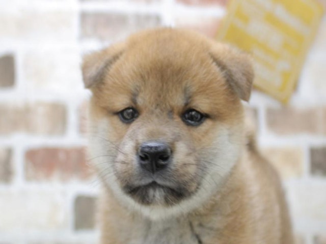 2024年2月21日生まれの柴犬(標準サイズ)の1枚目の写真