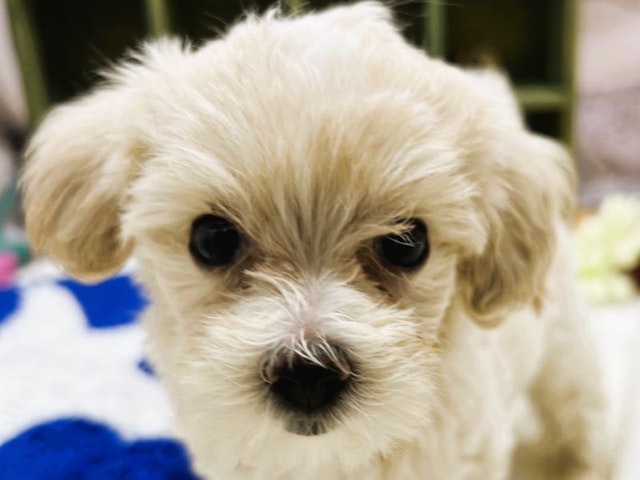 静岡県のハーフ犬 (ペッツワン富士宮小泉店/2024年4月3日生まれ/女の子/アプリコット)の子犬