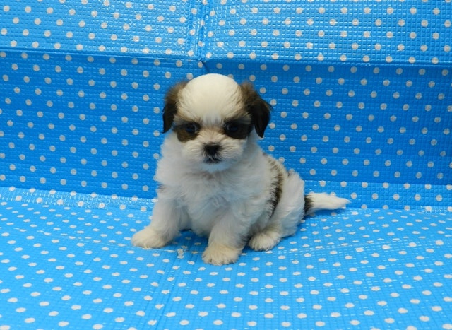 静岡県のハーフ犬 (ペッツワン御殿場店/2024年4月7日生まれ/男の子/ホワイトゴールド)の子犬
