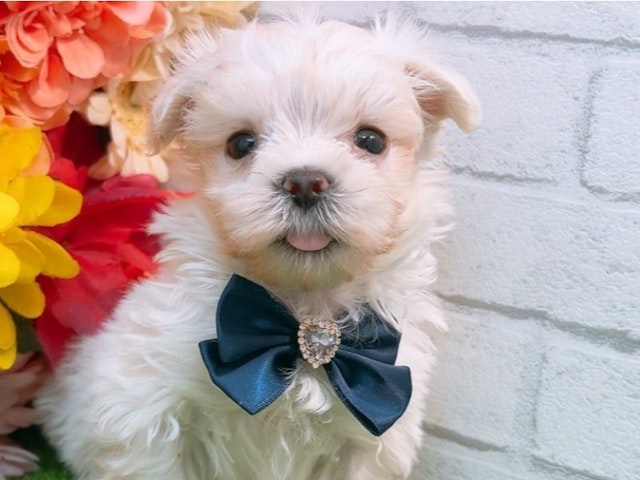 沖縄県のハーフ犬 (ペッツワンFCサンプラザ糸満店/2024年2月3日生まれ/男の子/ホワイト)の子犬