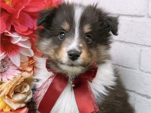 沖縄県のシェットランドシープドッグ (ペッツワンFCあがり浜店/2024年2月2日生まれ/男の子/ブラックホワイトタン)の子犬