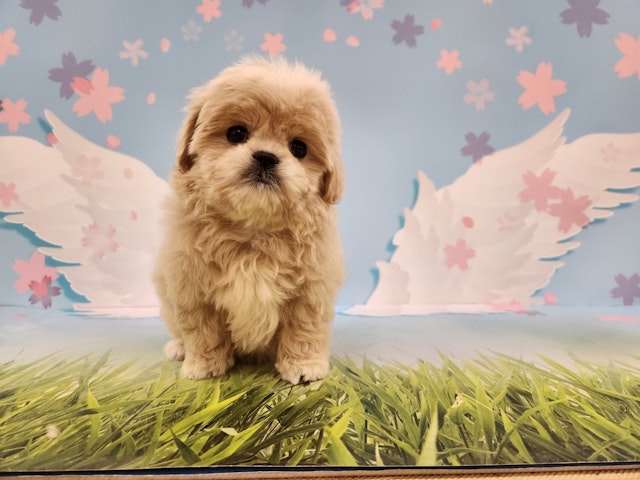 茨城県のハーフ犬 (ペッツワン日立店/2024年3月2日生まれ/女の子/クリーム)の子犬