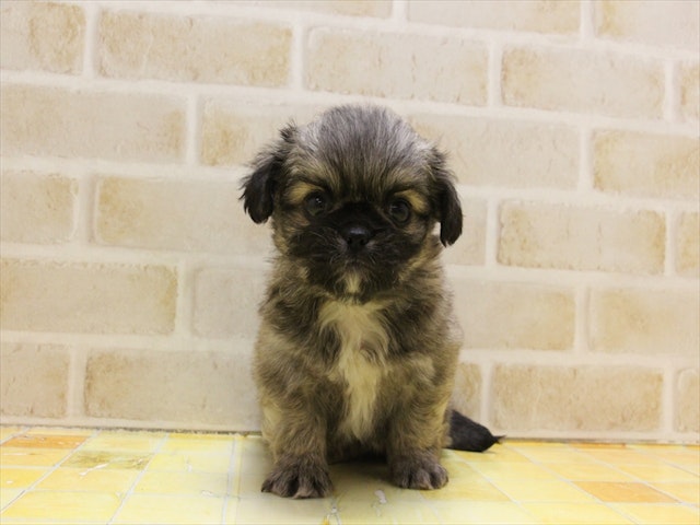 愛知県のハーフ犬 (ペッツワン名古屋当知店/2024年2月17日生まれ/男の子/オレンジセーブル)の子犬