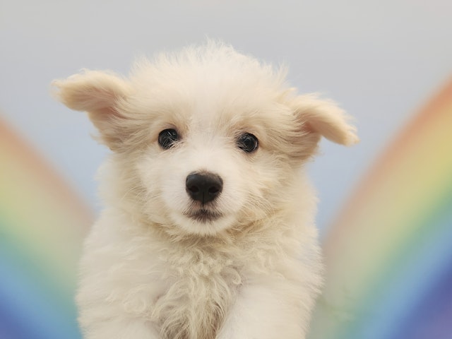 千葉県のハーフ犬 (ペッツワン八街店/2024年3月16日生まれ/男の子/クリーム)の子犬