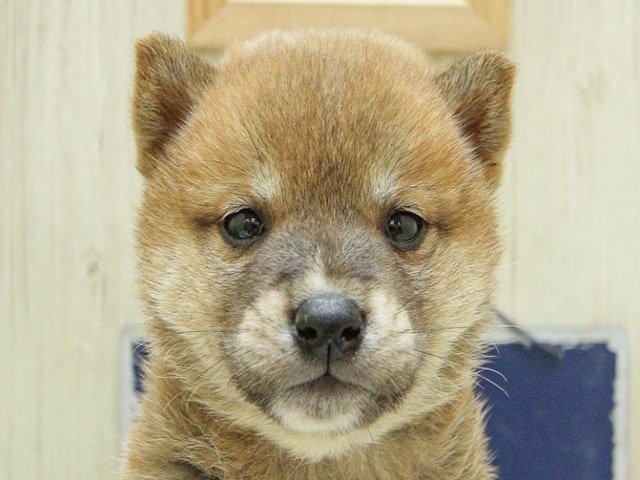 愛知県の柴犬(標準サイズ) (ペッツワン名古屋守山店/2024年3月2日生まれ/男の子/レッド)の子犬
