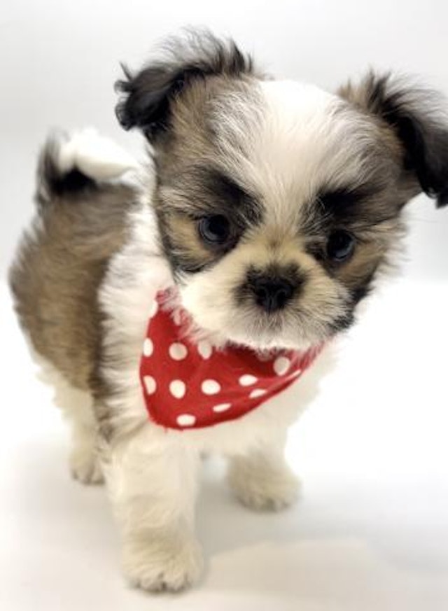 埼玉県のハーフ犬 (ペッツワン鶴ヶ島店/2024年2月16日生まれ/男の子/ホワイトブラウン)の子犬