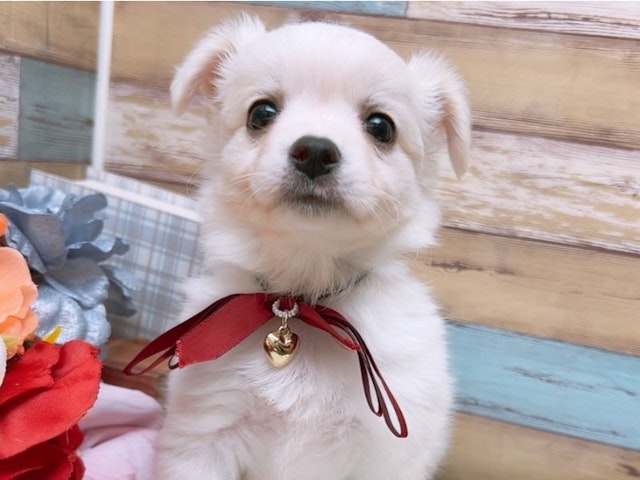 大阪府のハーフ犬 (ペッツワン太子店/2024年3月13日生まれ/男の子/ホワイト)の子犬