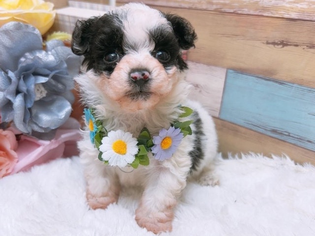 大阪府のハーフ犬 (ペッツワン太子店/2024年2月24日生まれ/男の子/ブラックホワイト)の子犬
