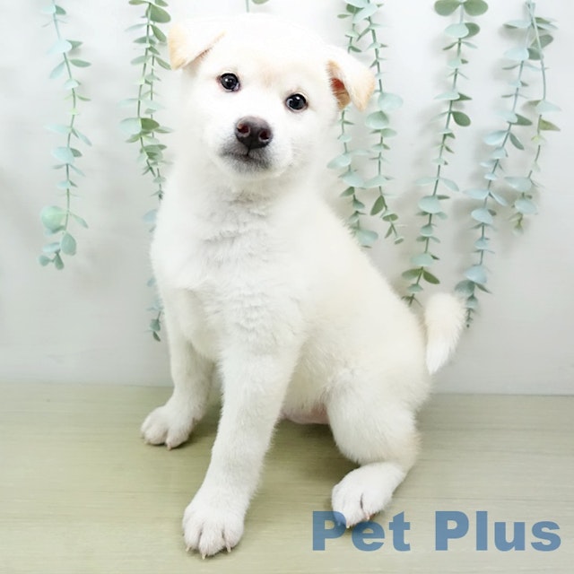 東京都の柴犬(標準サイズ) (ペッツワン青梅インター店/2024年3月25日生まれ/男の子/ホワイト)の子犬