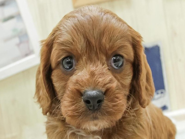 愛知県のハーフ犬 (ペッツワン小牧店/2024年3月23日生まれ/男の子/レッドホワイト)の子犬