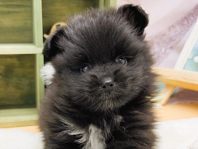 静岡県のハーフ犬 (ペッツワン富士宮小泉店/2024年4月14日生まれ/男の子/ブラックホワイト)の子犬