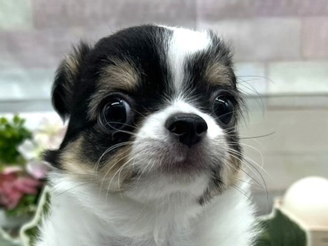 静岡県のチワワ(ロング) (ペッツワン掛川店/2024年4月14日生まれ/男の子/ブラックタンホワイト)の子犬