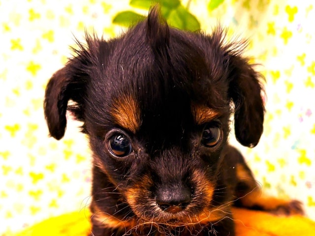 2024年3月22日生まれのハーフ犬の1枚目の写真