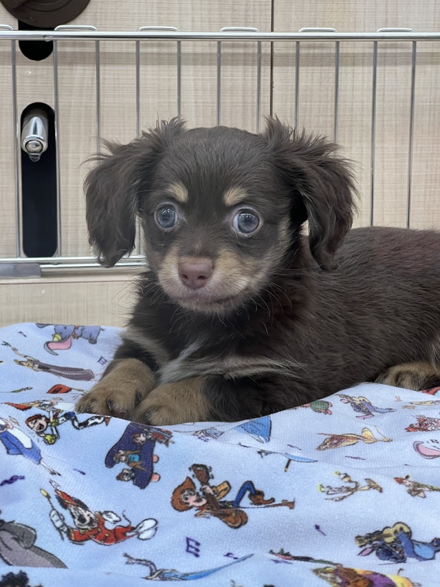 栃木県のハーフ犬 (ペッツワン大田原店/2024年4月17日生まれ/男の子/チョコレートタン)の子犬