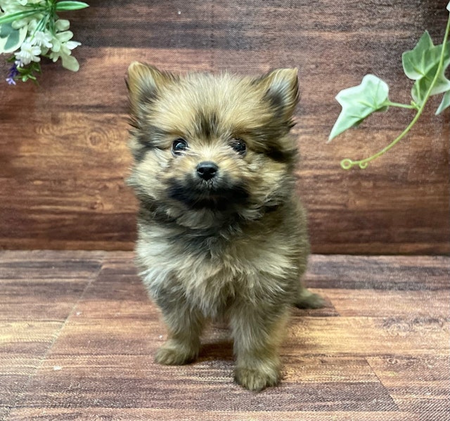 千葉県のハーフ犬 (ペッツワン市原店/2024年4月6日生まれ/女の子/ウルフセーブル)の子犬