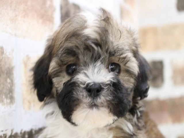 三重県のハーフ犬 (ペッツワン明和店/2023年12月13日生まれ/男の子/レッドホワイト)の子犬
