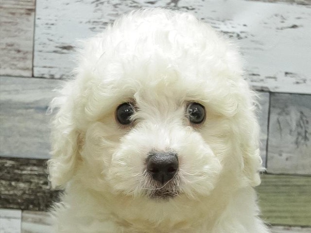 三重県のビションフリーゼ (ペッツワン明和店/2024年3月9日生まれ/男の子/ホワイト)の子犬