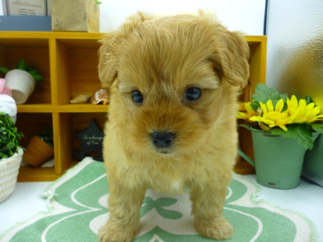 静岡県のハーフ犬 (ペッツワン清水店/2024年3月30日生まれ/男の子/レッド)の子犬