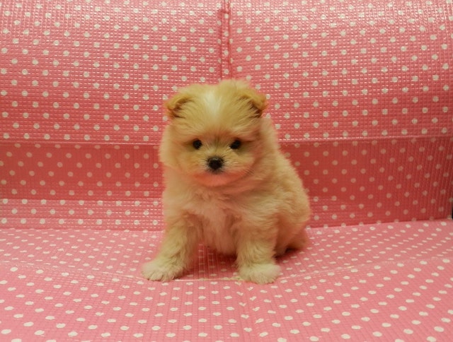 静岡県のハーフ犬 (ペッツワン御殿場店/2024年4月15日生まれ/女の子/クリームホワイト)の子犬