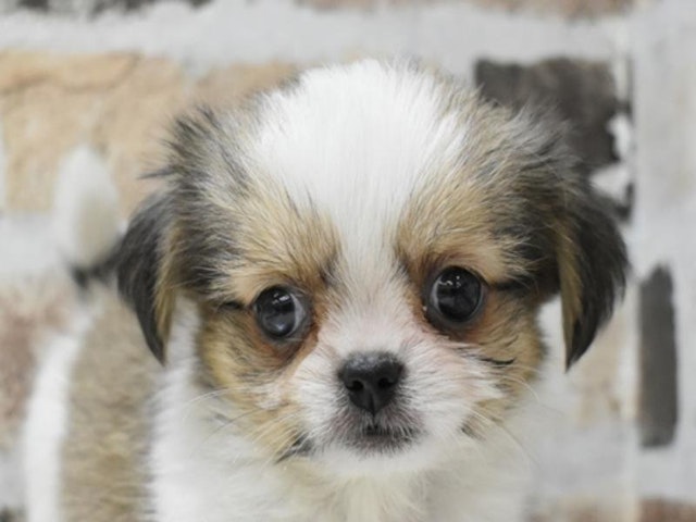 2024年4月13日生まれのハーフ犬の1枚目の写真
