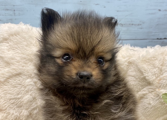 静岡県のポメラニアン (ペッツワン藤枝店/2024年4月6日生まれ/男の子/オレンジ)の子犬