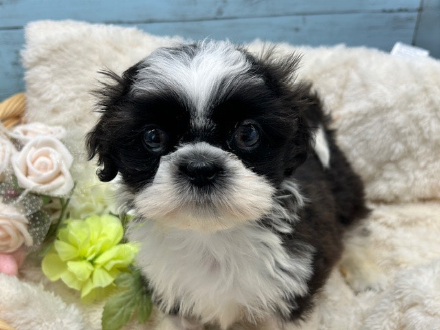 静岡県のシーズー (ペッツワン藤枝店/2024年4月1日生まれ/男の子/ブラックホワイト)の子犬