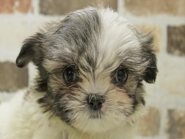 愛知県のハーフ犬 (ペッツワン名古屋守山店/2024年2月17日生まれ/女の子/ゴールドホワイト)の子犬