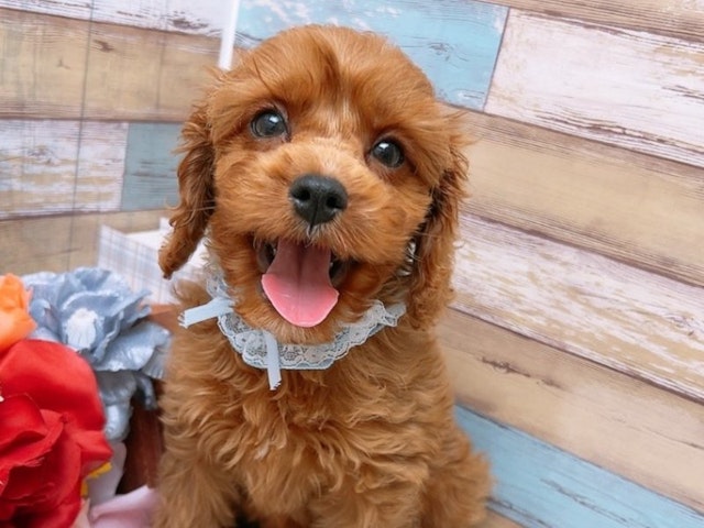 沖縄県のハーフ犬 (ペッツワンFCあがり浜店/2024年2月28日生まれ/男の子/ルビー)の子犬