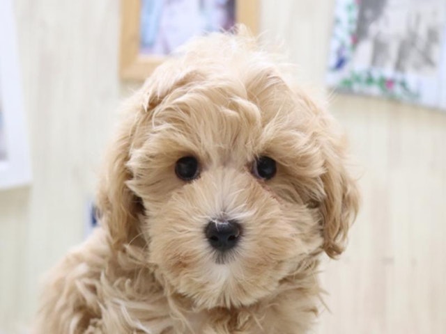 滋賀県のハーフ犬 (ペッツワン彦根店/2024年3月10日生まれ/女の子/クリーム)の子犬