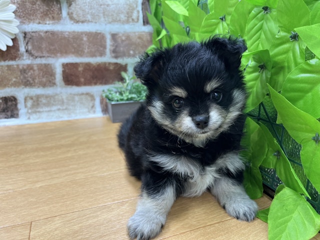 福島県のハーフ犬 (ペッツワン白河モール店/2024年4月11日生まれ/男の子/ブラックホワイト)の子犬