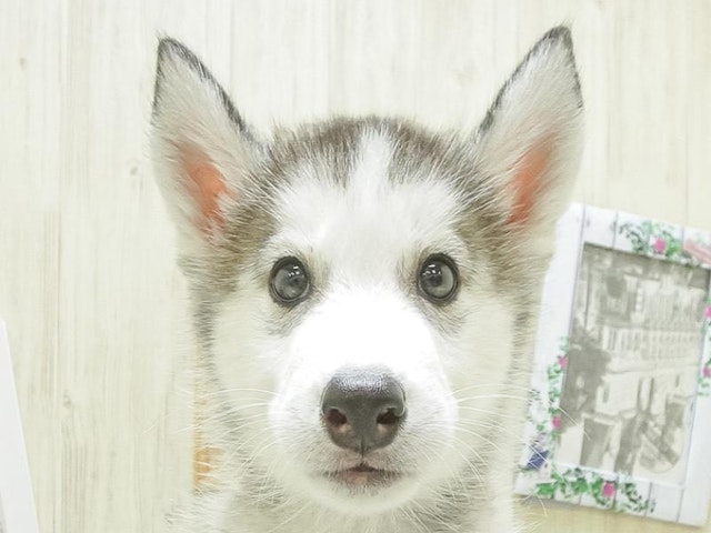 愛知県のシベリアンハスキー (ペッツワン小牧店/2024年1月27日生まれ/男の子/シルバー)の子犬